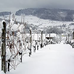 Weinbau und Rebschule Löw - Weinbau und Rebschule Löw, Buus
