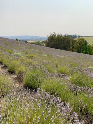 Monte-Bellaria di California by null