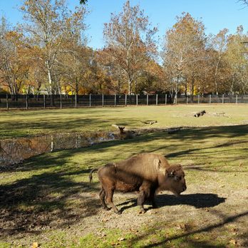 Van Saun County Park - Bison - Parks Near Me - Paramus, New Jersey Van Saun County Park - Bison - Parks Near Me - Paramus, New Jersey