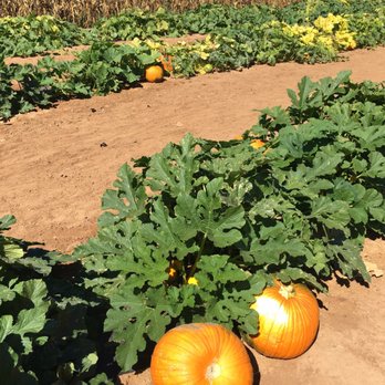 Farm Stand West, Fresh Produce, Pumpkin Patch, Christmas Trees - Pumpkin Patch - Fruits & Veggies Near Me - Escondido, California Farm Stand West, Fresh Produce, Pumpkin Patch, Christmas Trees - Pumpkin Patch - Fruits & Veggies Near Me - Escondido, California