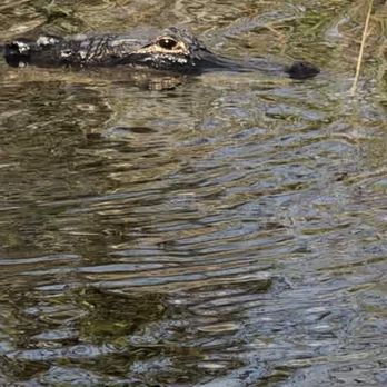 gator park - Lily! - Boat Tours Near Me - Miami, Florida gator park - Lily! - Boat Tours Near Me - Miami, Florida