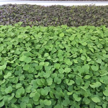 Circle A Farms - Try some of our amazing microgreens, full of flavor. - Fruits & Veggies Near Me - Cumming, Georgia Circle A Farms - Try some of our amazing microgreens, full of flavor. - Fruits & Veggies Near Me - Cumming, Georgia