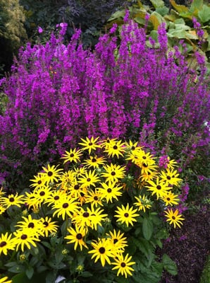 Gothenburg Botanical Garden by null