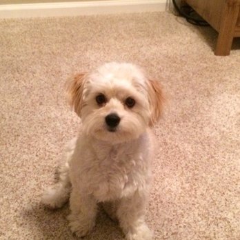 The PawPlex - Pet Sitting Near Me - Suwanee, Georgia