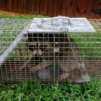 All About Animals NC - Mr Raccoon was eating pet food off of one of my customers sun rooms where the fat stayed - Wildlife Control Near Me - mcconnells, South Carolina All About Animals NC - Mr Raccoon was eating pet food off of one of my customers sun rooms where the fat stayed - Wildlife Control Near Me - mcconnells, South Carolina