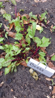 River Road African American Museum by null