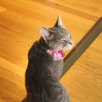 Crooked Tail Cat Cafe - The front is nice and open with windows, so the cats get plently  of sunlight to bask in! - Pet Adoption Near Me - Greensboro, North Carolina