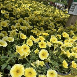 Menards