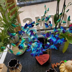 Ados Blooms