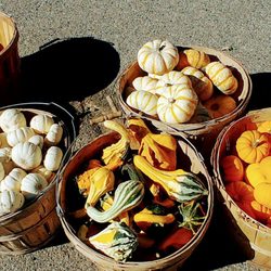 Park City Farmer's Market - Pretty fall colored squash Park City Farmers Market Wed Sept 30 2020