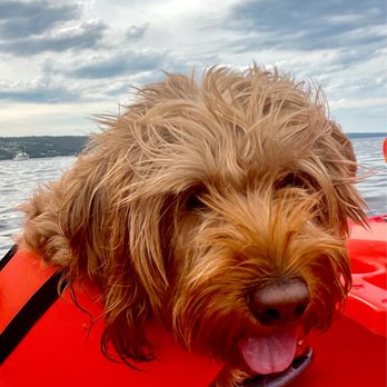 Seneca Lake Kayak - Happy dog! - Paddleboarding Near Me - Watkins Glen, New York Seneca Lake Kayak - Happy dog! - Paddleboarding Near Me - Watkins Glen, New York