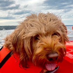 Seneca Lake Kayak - Happy dog!