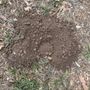 Photo of The Gopher Guy