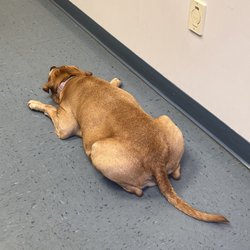 Turkeyfoot Family Pet Center - Josie was waiting patiently.
