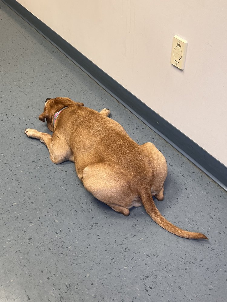 TURKEYFOOT FAMILY PET CENTER Updated September 2024 15 Reviews