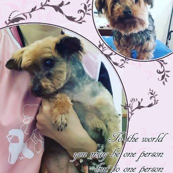 Young Style - 14yrs old lady!!! - Pet Groomers Near Me - Bellevue, Washington Young Style - 14yrs old lady!!! - Pet Groomers Near Me - Bellevue, Washington