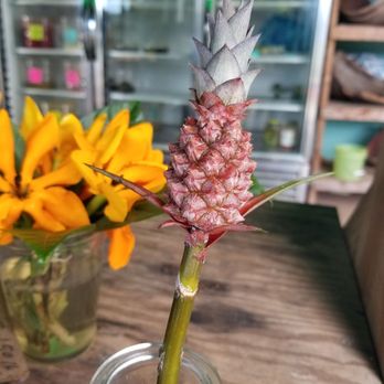 Frankie's Nursery - Cute decorative baby pineapple :) - Nurseries & Gardening Near Me - Waimanalo, Hawaii