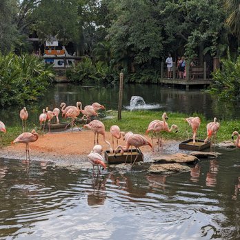 Brevard Zoo - A flamboyant - Zoos Near Me - Melbourne, Florida Brevard Zoo - A flamboyant - Zoos Near Me - Melbourne, Florida