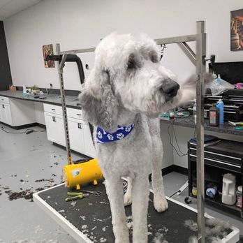 Dapper Doodle Grooming - A blue-bandana finish at Dapper Doodle Grooming in Springfield, MO - Pet Groomers Near Me - Springfield, Missouri Dapper Doodle Grooming - A blue-bandana finish at Dapper Doodle Grooming in Springfield, MO - Pet Groomers Near Me - Springfield, Missouri