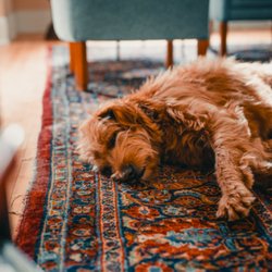 Jess James Rug Cleaning & Repair - Home Sweet Home