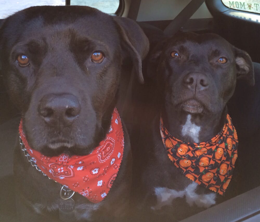 WASH N WAGGIN Updated September 2024 Boone, North Carolina Pet