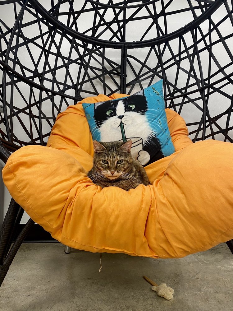 Central Purrk Cat Cafe Logo