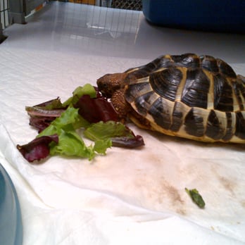 Airborne Animals - Russian Tortoise - Veterinarians Near Me - Boonville, New Jersey Airborne Animals - Russian Tortoise - Veterinarians Near Me - Boonville, New Jersey