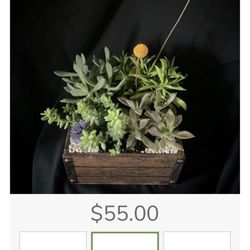 Jules with the Flowers - Deluxe Succulent Garden with description