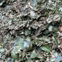 Cascade Tree Care
