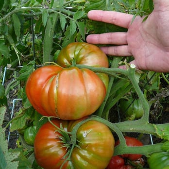 Matthaei Botanical Gardens - Huge tomatoes next to an already big hand - Botanical Gardens Near Me - Ann Arbor, Michigan Matthaei Botanical Gardens - Huge tomatoes next to an already big hand - Botanical Gardens Near Me - Ann Arbor, Michigan