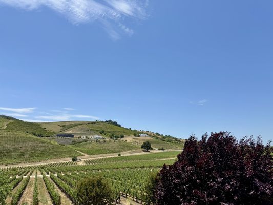 Parrish Family Vineyard by null