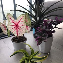 Lucky Flower Greenhouse