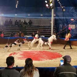 Dog and pony show