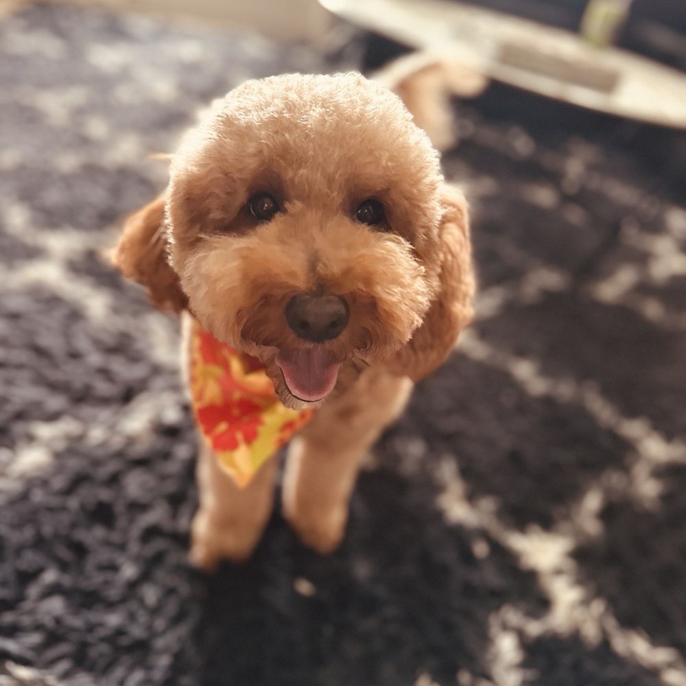 Tiffany's Pet Salon - Tyson the mini doodle - Pet Groomers Near Me - Mint Hill, North Carolina