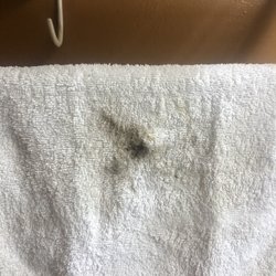 Quality Inn - This is what I wiped up along the top of counter in the bathroom. A small section.