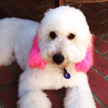 Bow Wow Groomers - Pink ears!!! - Pet Groomers Near Me - Cypress, California