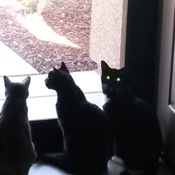 Tender Loving Animal Care - Enjoying the new screen door. - Pet Sitting Near Me