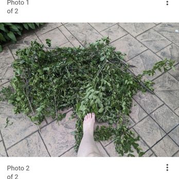 Mike Whelan's Tree Service - Proof of the lie he tried to tell. He has since deleted it, surprise surprise. Also some of the branches they left all over my property. - Tree Services Near Me Mike Whelan's Tree Service - Proof of the lie he tried to tell. He has since deleted it, surprise surprise. Also some of the branches they left all over my property. - Tree Services Near Me