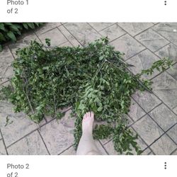 Proof of the lie he tried to tell. He has since deleted it, surprise surprise. Also some of the branches they left all over my property.