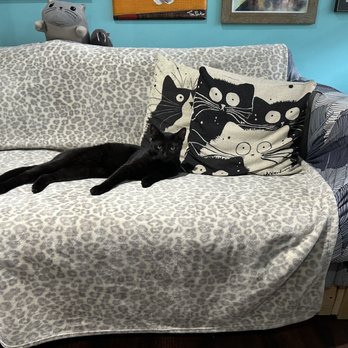 Good Luck Cat Cafe - a cat laying on a couch - Pet Services Near Me - Fort Lauderdale, Florida