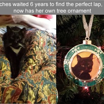 King Street Cats - Animal Shelters Near Me - Alexandria, Virginia