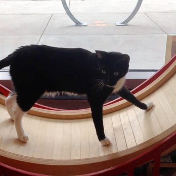 KitTea - Burger on the Golden Gate cat wheel. - Pet Adoption Near Me - San Francisco, California KitTea - Burger on the Golden Gate cat wheel. - Pet Adoption Near Me - San Francisco, California
