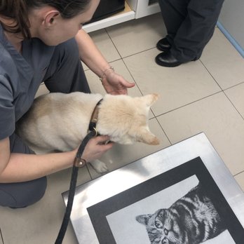 Veterinary Care Group - Astoria - Check up time! The lady on the left was super nice. - Veterinarians Near Me - Astoria, New York Veterinary Care Group - Astoria - Check up time! The lady on the left was super nice. - Veterinarians Near Me - Astoria, New York