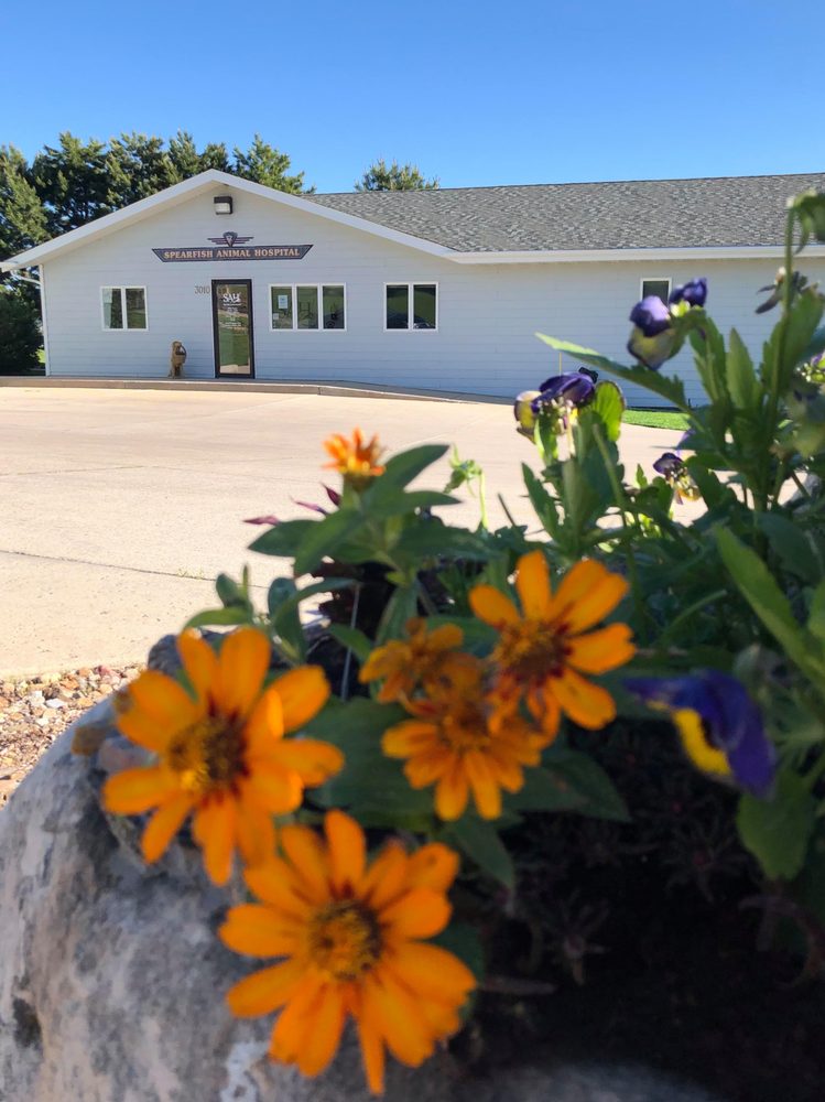 SPEARFISH ANIMAL HOSPITAL Updated May 2024 13 Photos Yelp