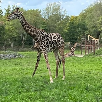 Franklin Park Zoo - Zoos Near Me - Boston, Massachusetts Franklin Park Zoo - Zoos Near Me - Boston, Massachusetts