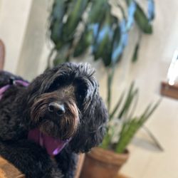 Old Barrel Tea Company - Luna enjoyed the vibe