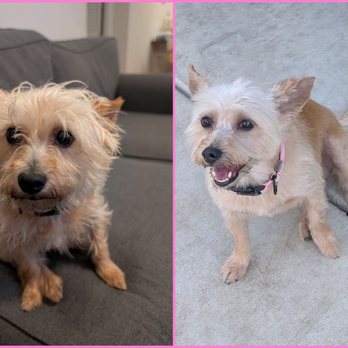 Barkhouse No 14 - Before and After - Pet Groomers Near Me - Tracy, California Barkhouse No 14 - Before and After - Pet Groomers Near Me - Tracy, California