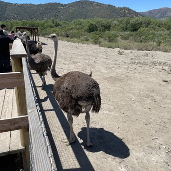 Ostrichland USA - Attraction Farms Near Me - Solvang, California Ostrichland USA - Attraction Farms Near Me - Solvang, California