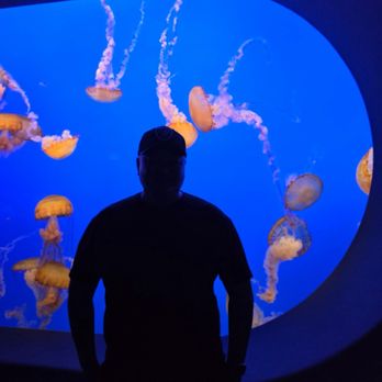 Monterey Bay Aquarium - Aquariums Near Me - Monterey, California