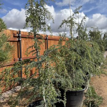 The Tree Yard - Nurseries & Gardening Near Me - Chino Valley, Arizona The Tree Yard - Nurseries & Gardening Near Me - Chino Valley, Arizona